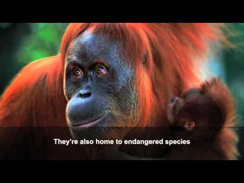 Palm oil: how our consumer choices affect wildlife