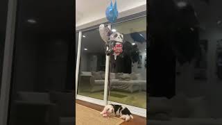 Lola The Sheepadoodle Puppy Is Tired After Celebrating Her First Valentines Day