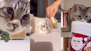 ねこチャックおもカワ動画 #24