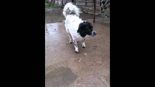 Lady - Very Upset She Cant Roll Over For Belly Rubs, The Ground Was Too Wet For Her Liking