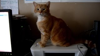 Gigi Kitty Vs Printer