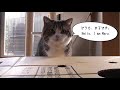 まるです２。-I am Maru 2.-