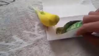 Belə Sevgi Kaş Insanlardan Olaydı
