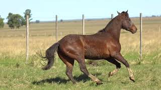 LOTE 203 - CAVALO CRIOULO (MACHOS) - LEILÃO SÃO BIBIANO 2021