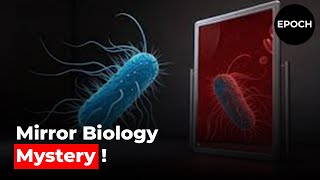 Mirror Biology Explained Lifes Reflection Or Risk?