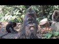 Bali Sacred Monkey Forest