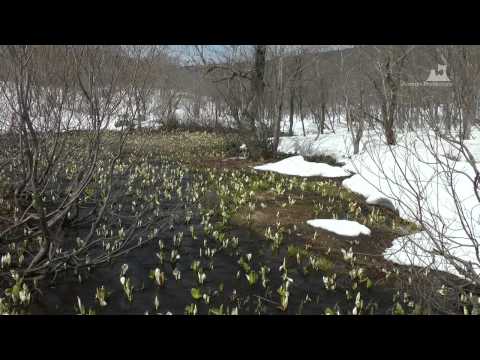 水芭蕉（ミズバショウ）（八甲田 谷地） - 群生 - 0118A