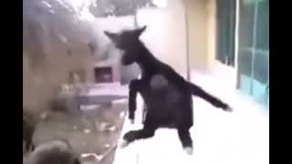 Salıncakta Sallanan Eşek