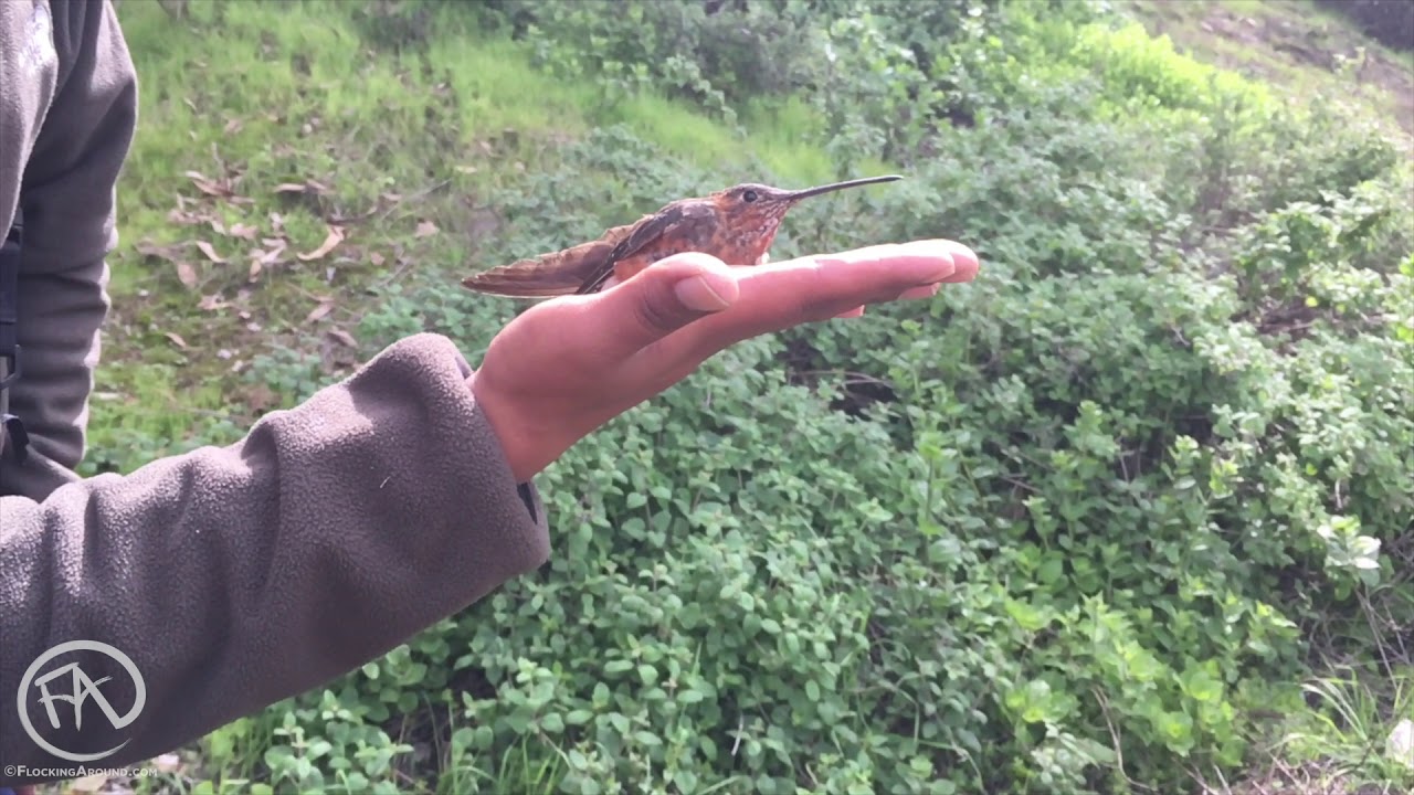 Giant Hummingbird Release