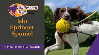 Isla - Springer Spaniel - 2 Weeks Residential Dog Training