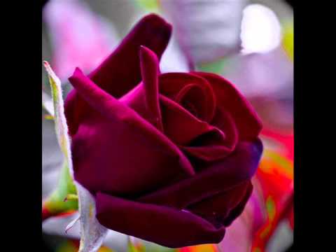Tum itna jo muskura rahe ho Lyrics & Translation Tribute 2...