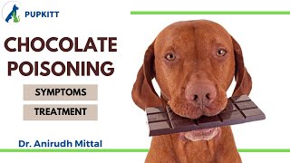 Chocolate Poisoning In Dogs & Cats: Symptoms & Treatment | By Dr. Anirudh Mittal