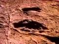 Australopithecus Afarensis Bipedalism | RM. Australopithecus Afarensis Bipedalism | RM.
