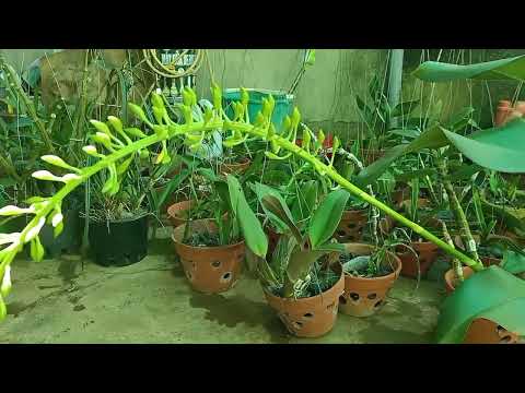 VŨ NỮ HOÀNG HẬU XANH