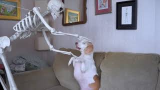 Skeleton vs Dog - Halloween Prank | Funniest Video