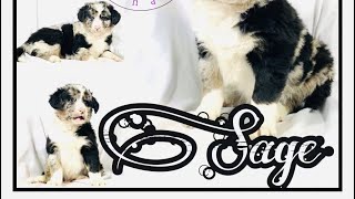 Lab / Aussie Shepherd mix puppies