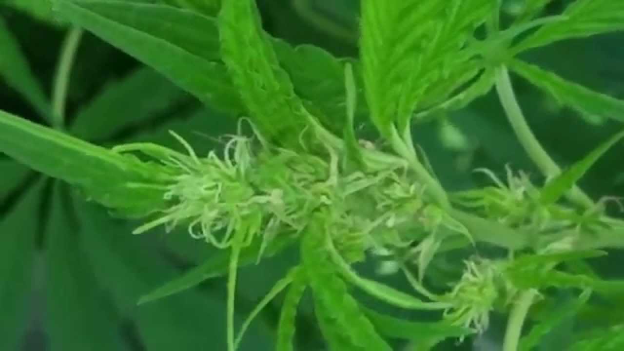 Samen Cannabis: How To Uncover High Quality Cannabis Seeds