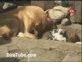 A Dog adopting a Cat - The Love of Dog and Cat in Addis Ababa