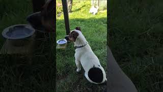 The Chief Agronomist Controls Everything, Jack Russell Terrier.