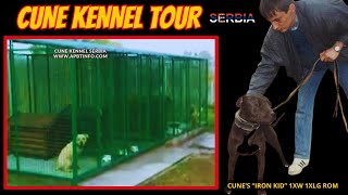 Exclusive Yard Tour At Cune Kennel, Serbia Home Of Legendary Game Dogs
