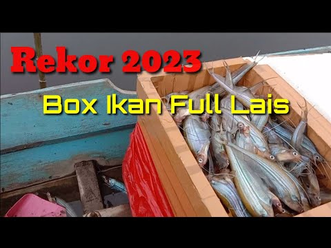 Diluar Dugaan..!! Berkelimpahan Ikan Laisnya, Kewalahan Strike Ikan Lais