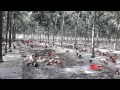 gà thả vườn tây ninh