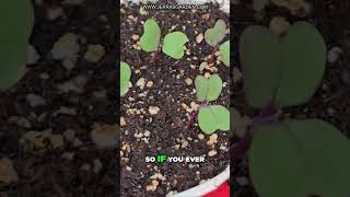 Mastering Seed Sowing When To Sow Indoors
