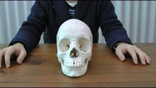 頭蓋骨22分解キット，ナチュラルカラー仕様：動画