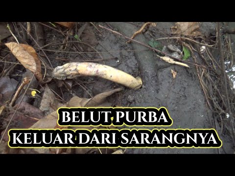 mancing belut sore hari !! sehabis banjir hasilnya