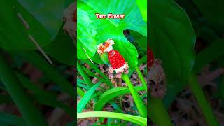 The , From The Plant, Is A Rare & Edible Bloom In Tropical Regions