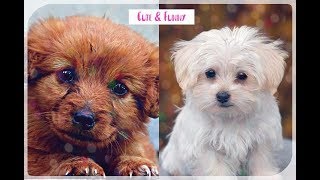 Cute and Funny Puppies Videos | Kawaii Pet Videos Compilation #15