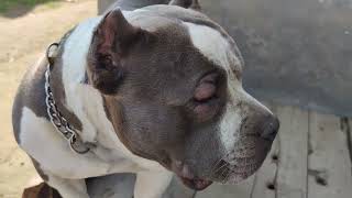 Swelling on the face of American bully