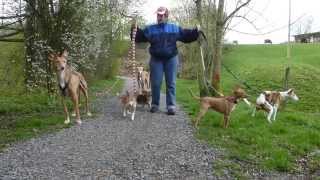 Gassigehen mit SECHS Hunden - ich kann ja NIX, ich bin ja behindert