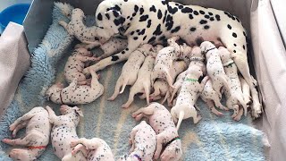 Our Smart Dalmatian Dog Giving Birth