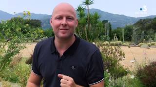 Plant Dans Le Secret Des Plantes Le Persil