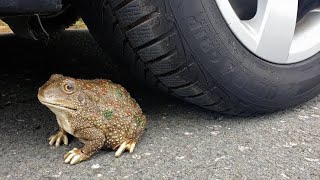 Crushing Crunchy & Soft Things By Car. Experiment Car Vs Frog