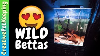 Unboxing My First Wild Betta Fish Betta Mahachai
