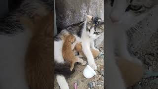 Nenen Dulu Guys