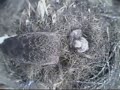 2010 Blackwater Eagle Cam - March 19 - Video 2