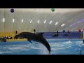 Video Харьковский дельфинарий 2012