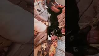 Gigi Kitty Rolling Around