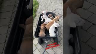 9 Bull Terrier Pups .