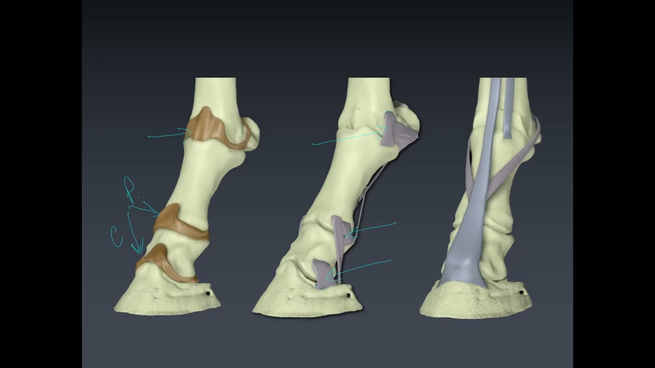 The Equine Foot: An Overview MSU CVM Equine Health Series