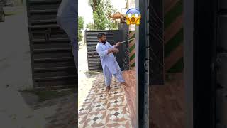Qurbani 2025 Big Camel
