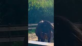 Horse Farts Like A Grandpa