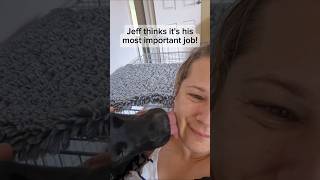 Do All Labs Love Licking You?