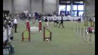 Elianto À Courtrai - Son Jumping