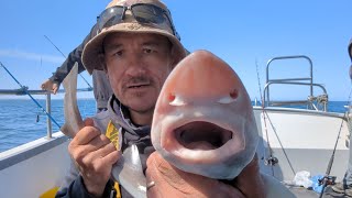 Smooth Hound Fishing On Spindift Holyhead Monster Fish