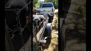 Chipper Wanted Them Pigs So Bad Lol