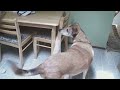 Training Ginger Part 2